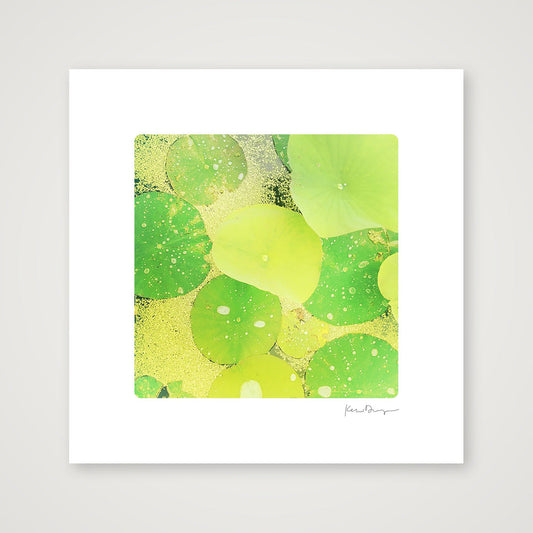 Everyday Joy #5-Lilypads (small) — 30×30cm, 12×12" Print only