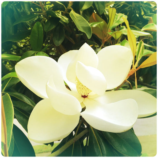 Everyday Joy #4- Memphis Magnolia (small)