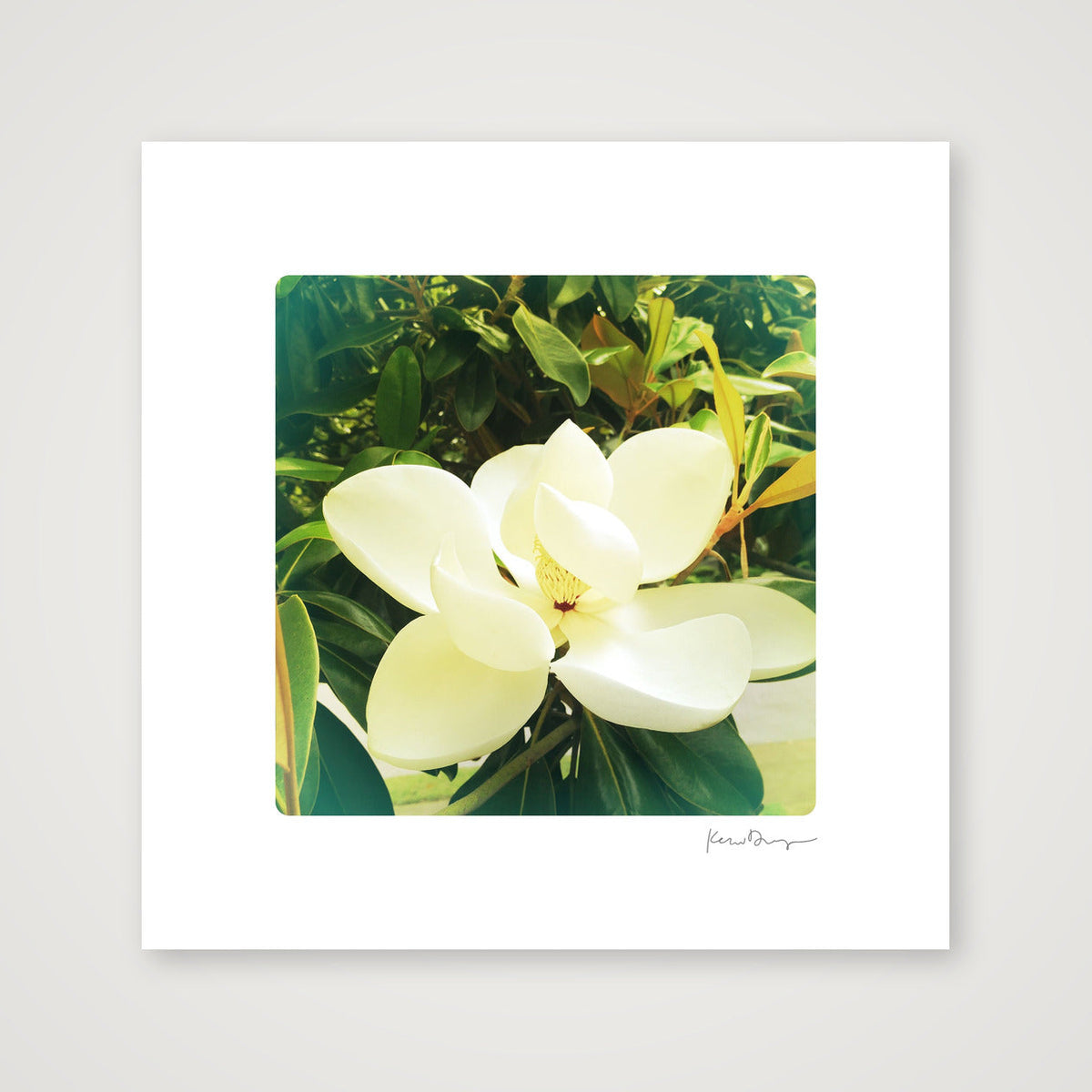 Everyday Joy #4- Memphis Magnolia (small) — 30×30cm, 12×12" Print only
