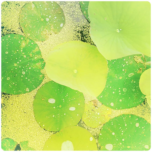 Everyday Joy #5-Lilypads (small)
